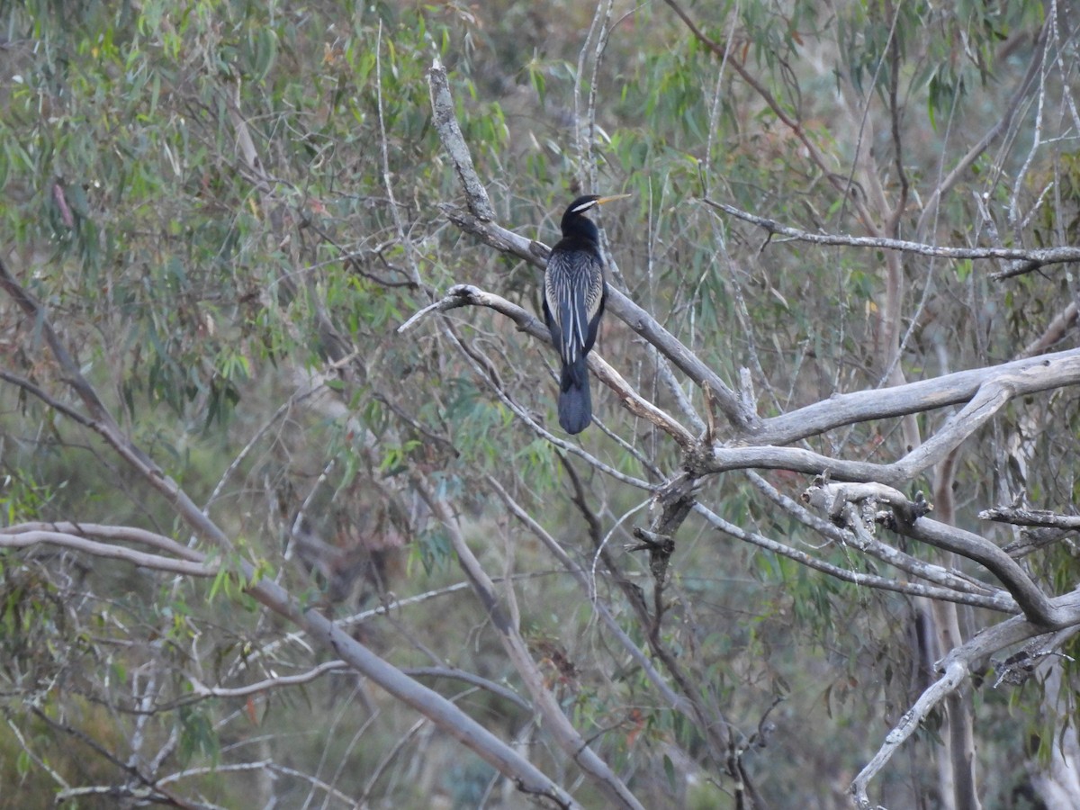 Australasian Darter - ML617298492