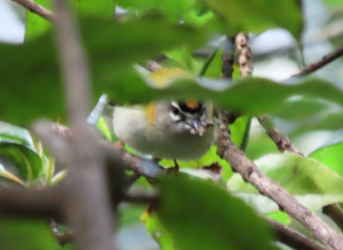 Madeira Firecrest - ML617298503