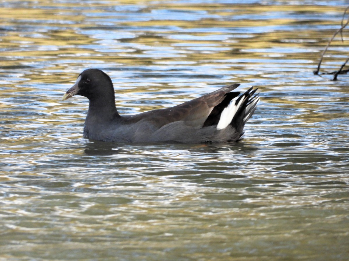 Dusky Moorhen - ML617298519