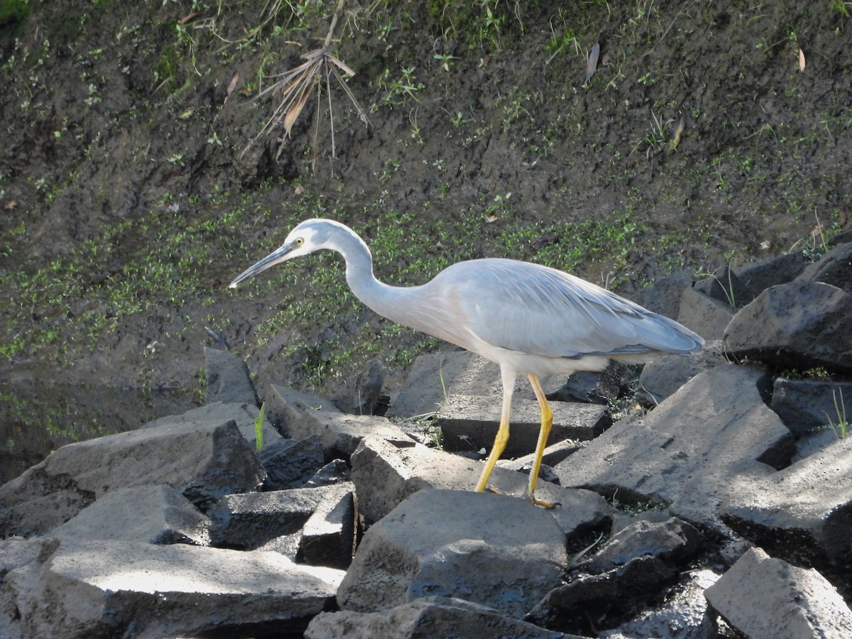 White-faced Heron - ML617298520