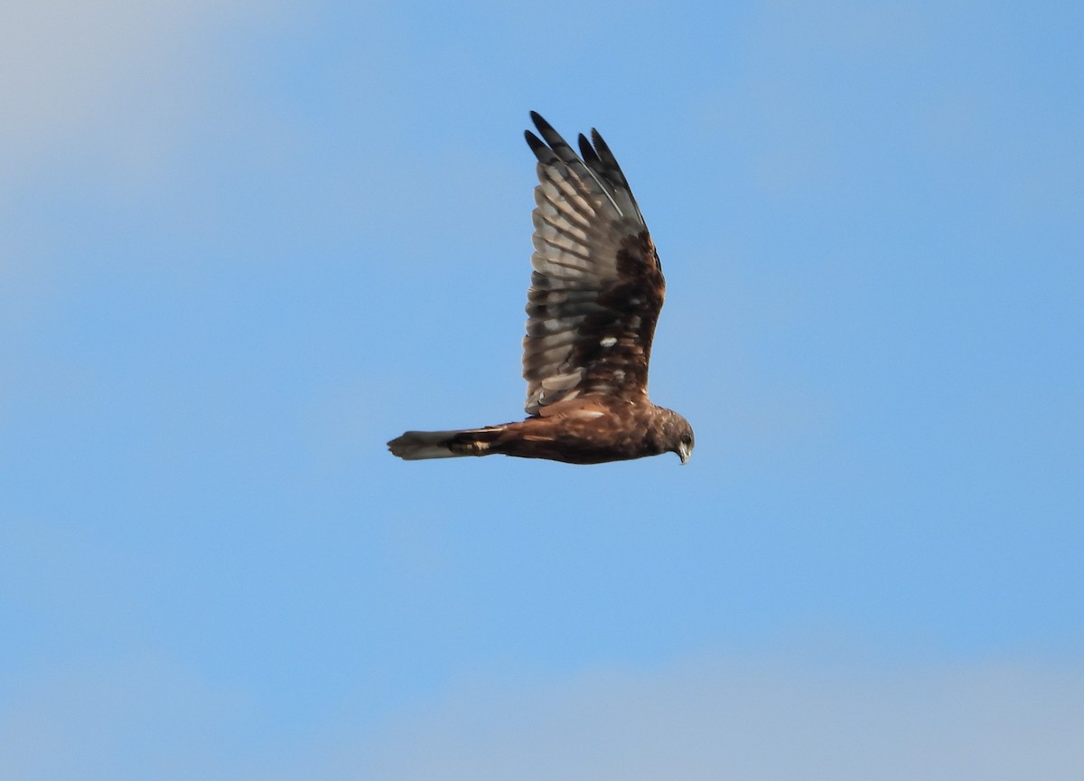 Swamp Harrier - ML617298521