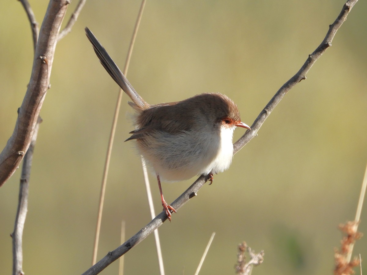 Superb Fairywren - ML617298523
