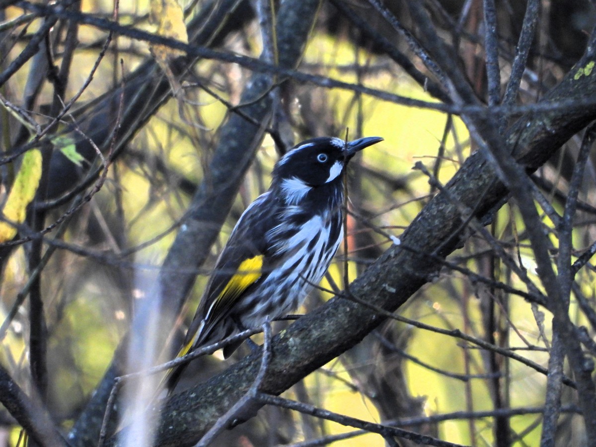 New Holland Honeyeater - ML617298524