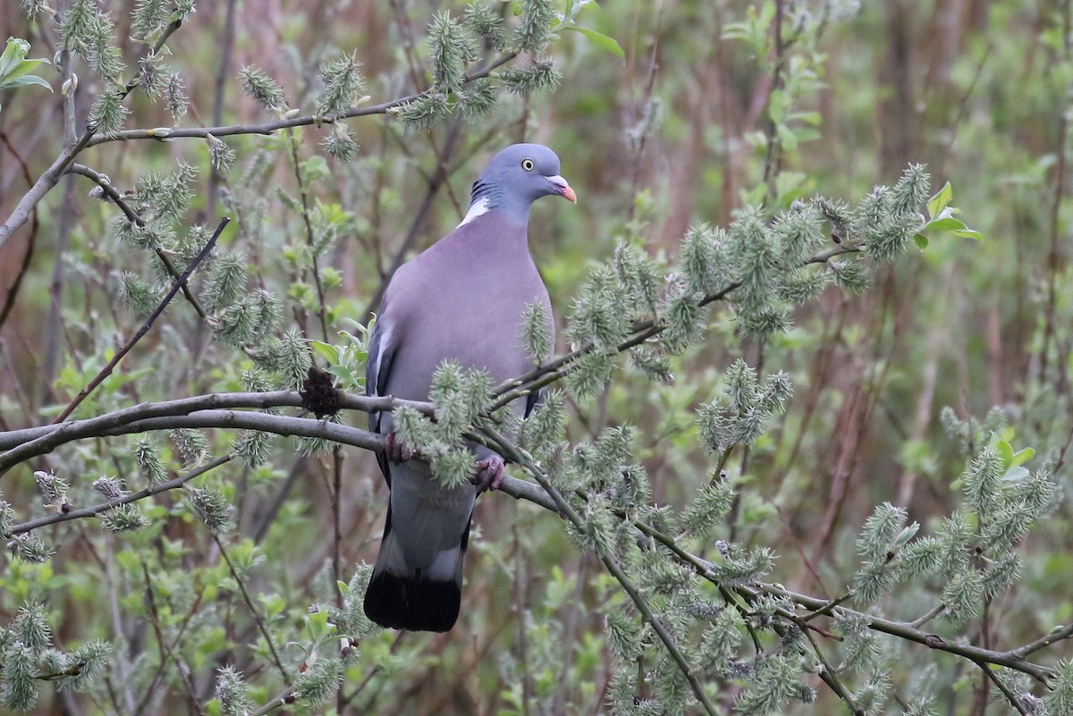 Common Wood-Pigeon - ML617298567