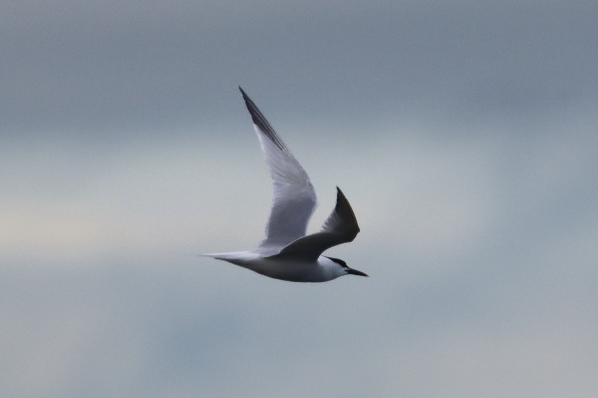 Sandwich Tern - ML617298574