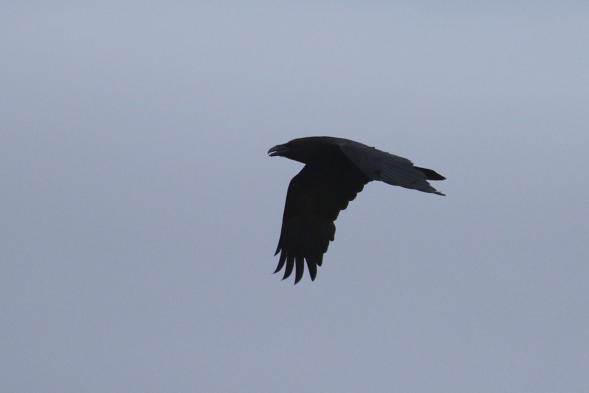 Common Raven - Chris Kehoe