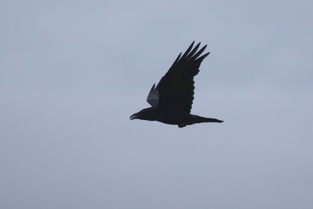 Common Raven - Chris Kehoe