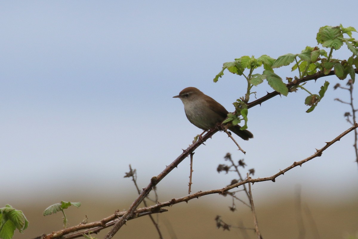 Cetti's Warbler - ML617298590