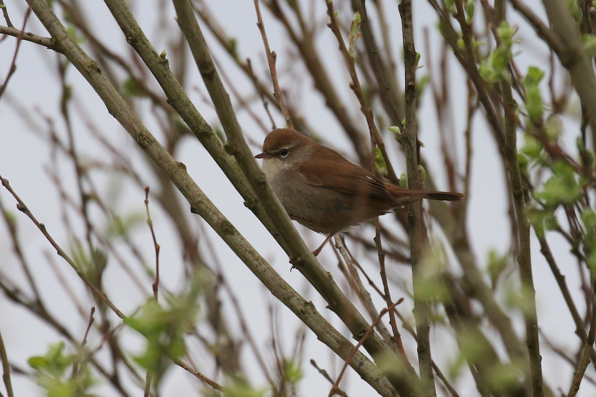 Cetti's Warbler - Chris Kehoe