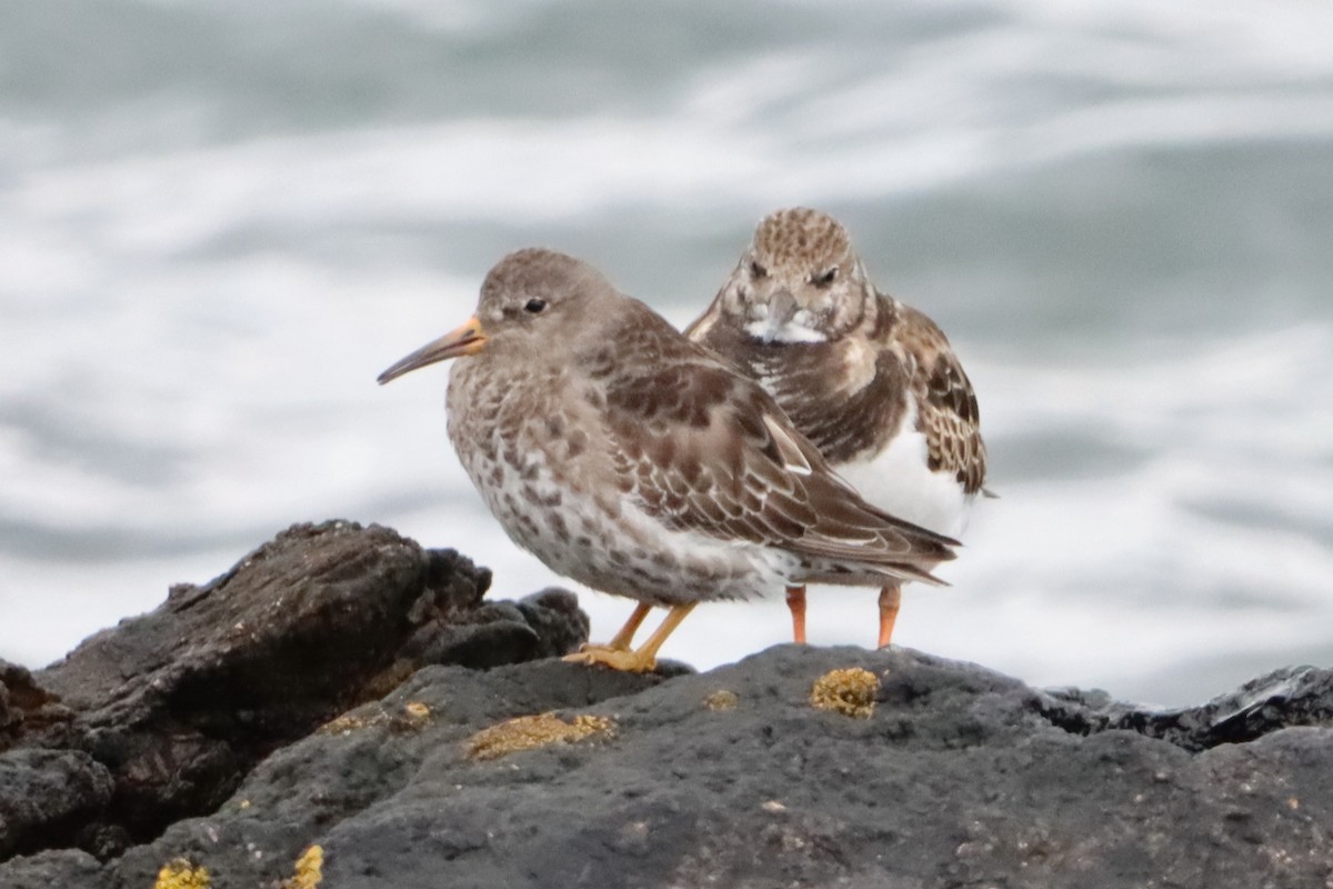 Purple Sandpiper - ML617298596