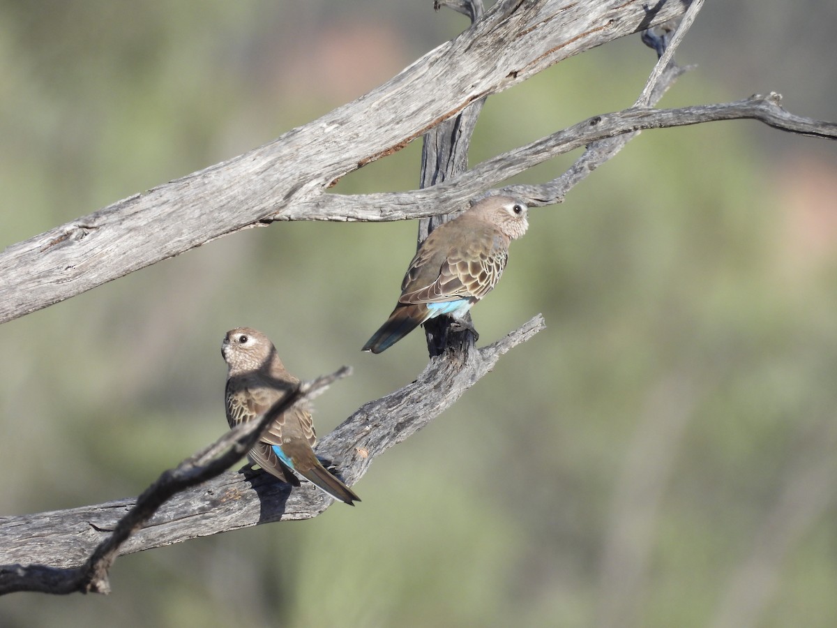 Bourke's Parrot - Chanith Wijeratne