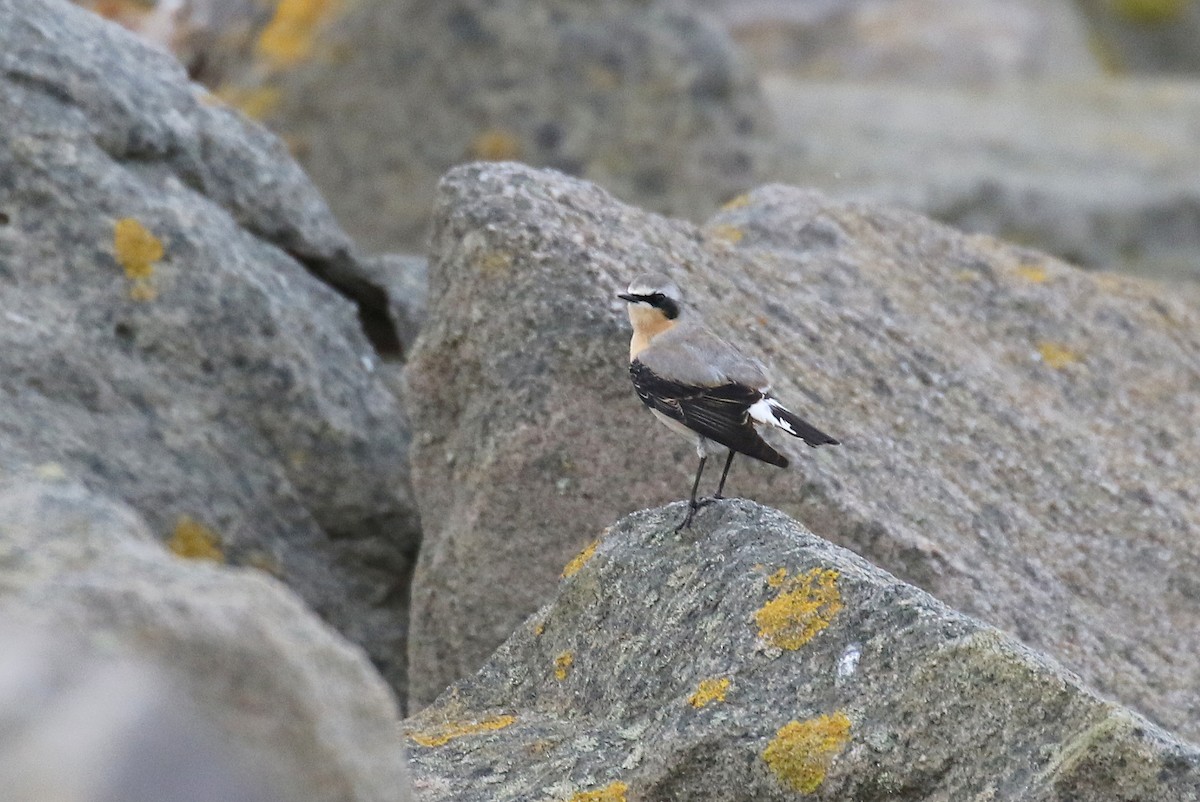 Northern Wheatear - ML617298600