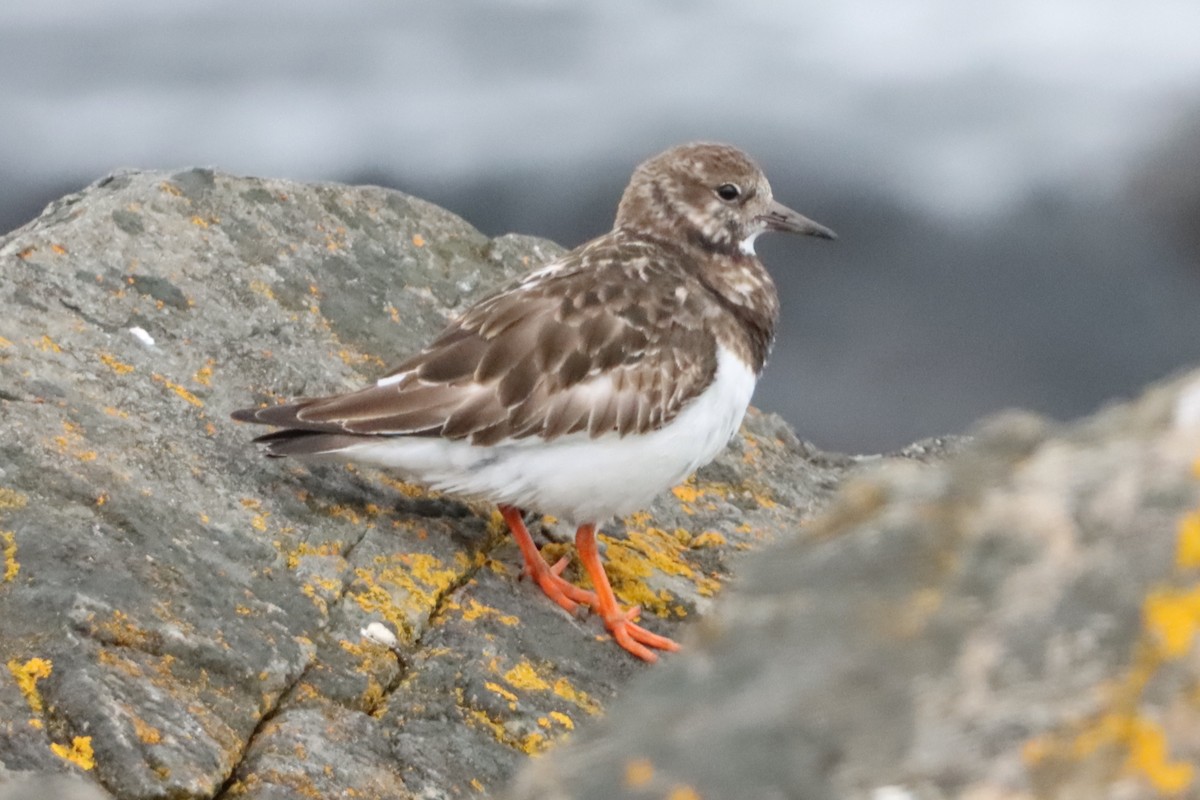 Ruddy Turnstone - ML617298610