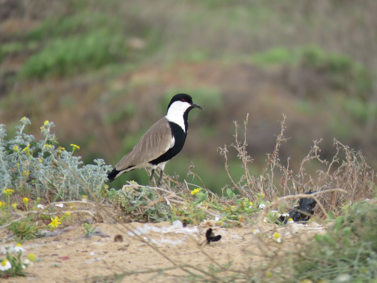 Spur-winged Lapwing - ML617298631