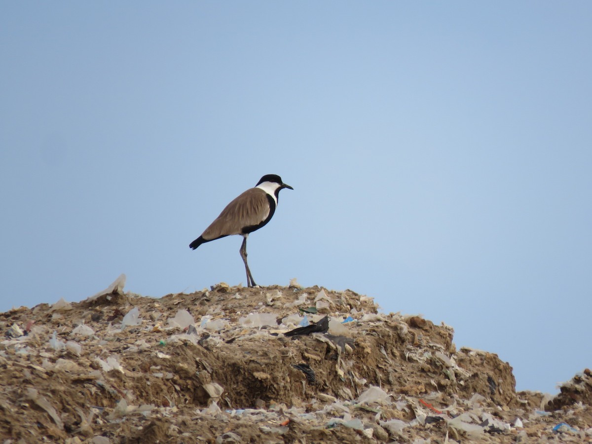 Spur-winged Lapwing - Yossef Cohen