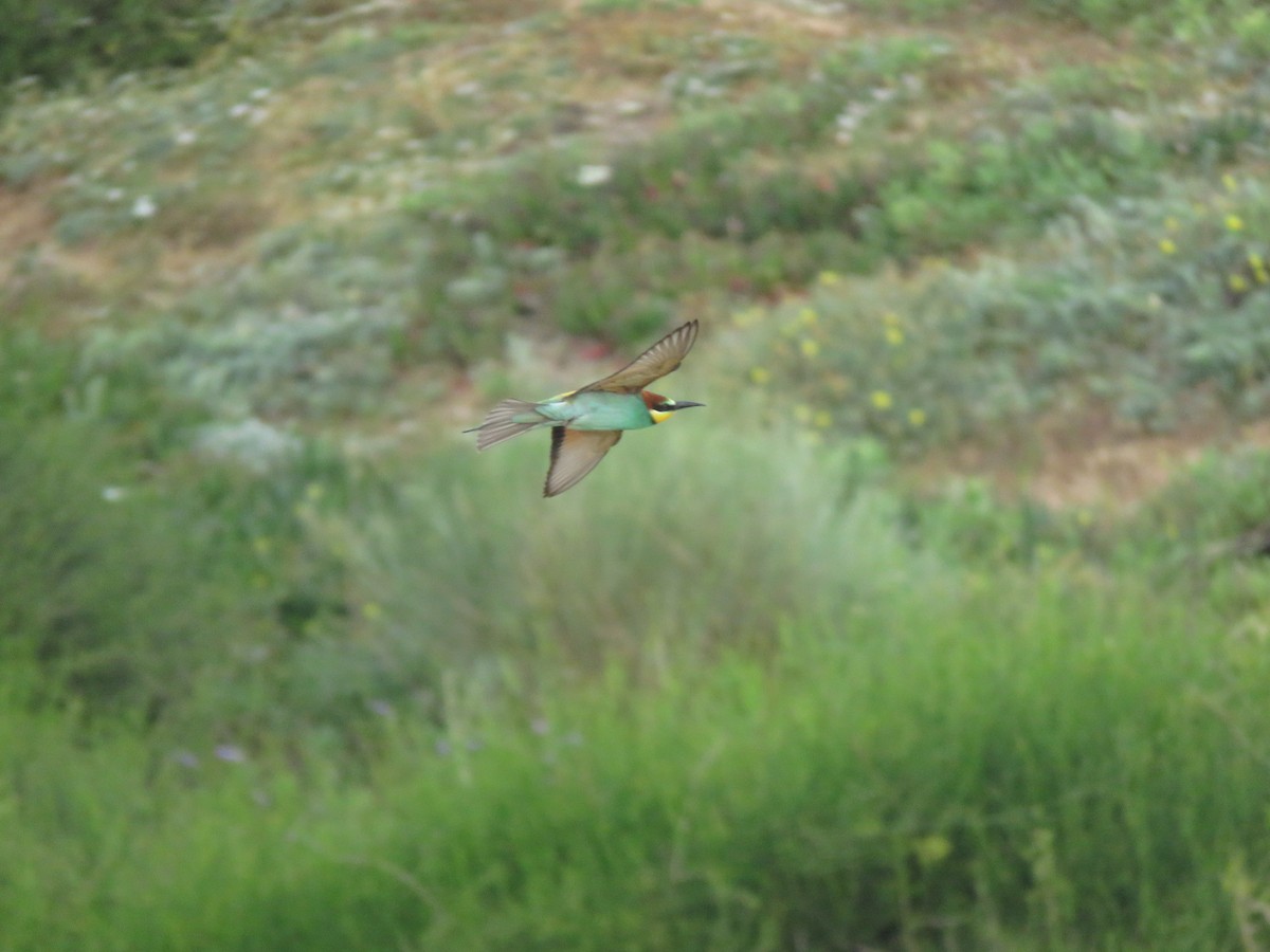 European Bee-eater - ML617298639