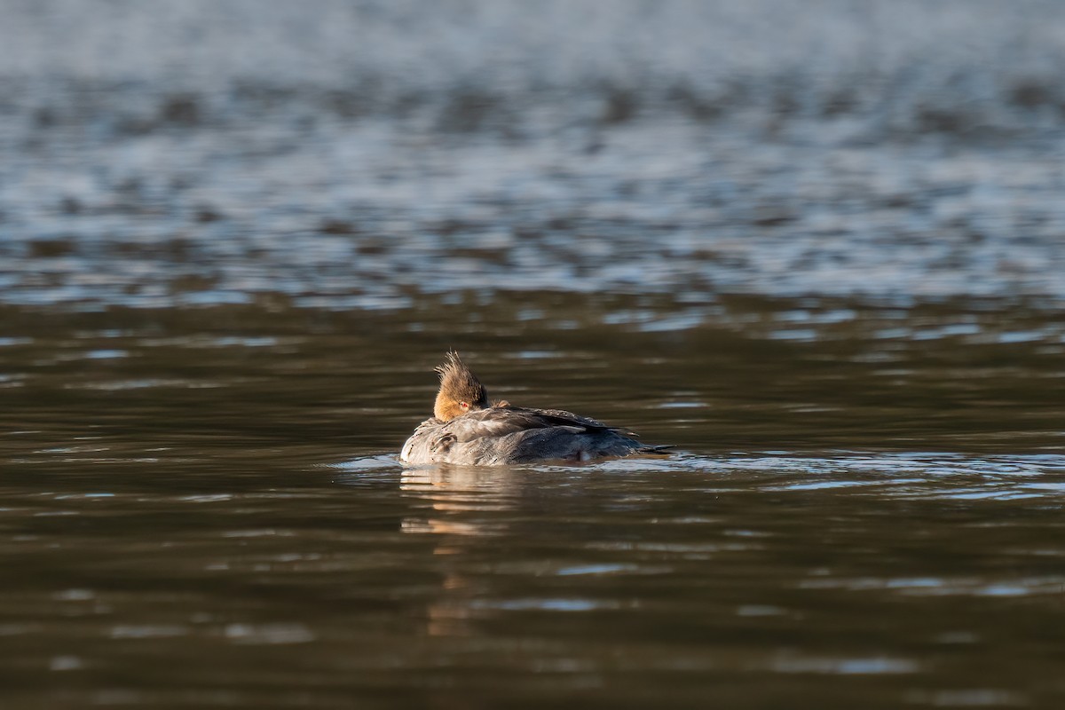 Red-breasted Merganser - ML617298641