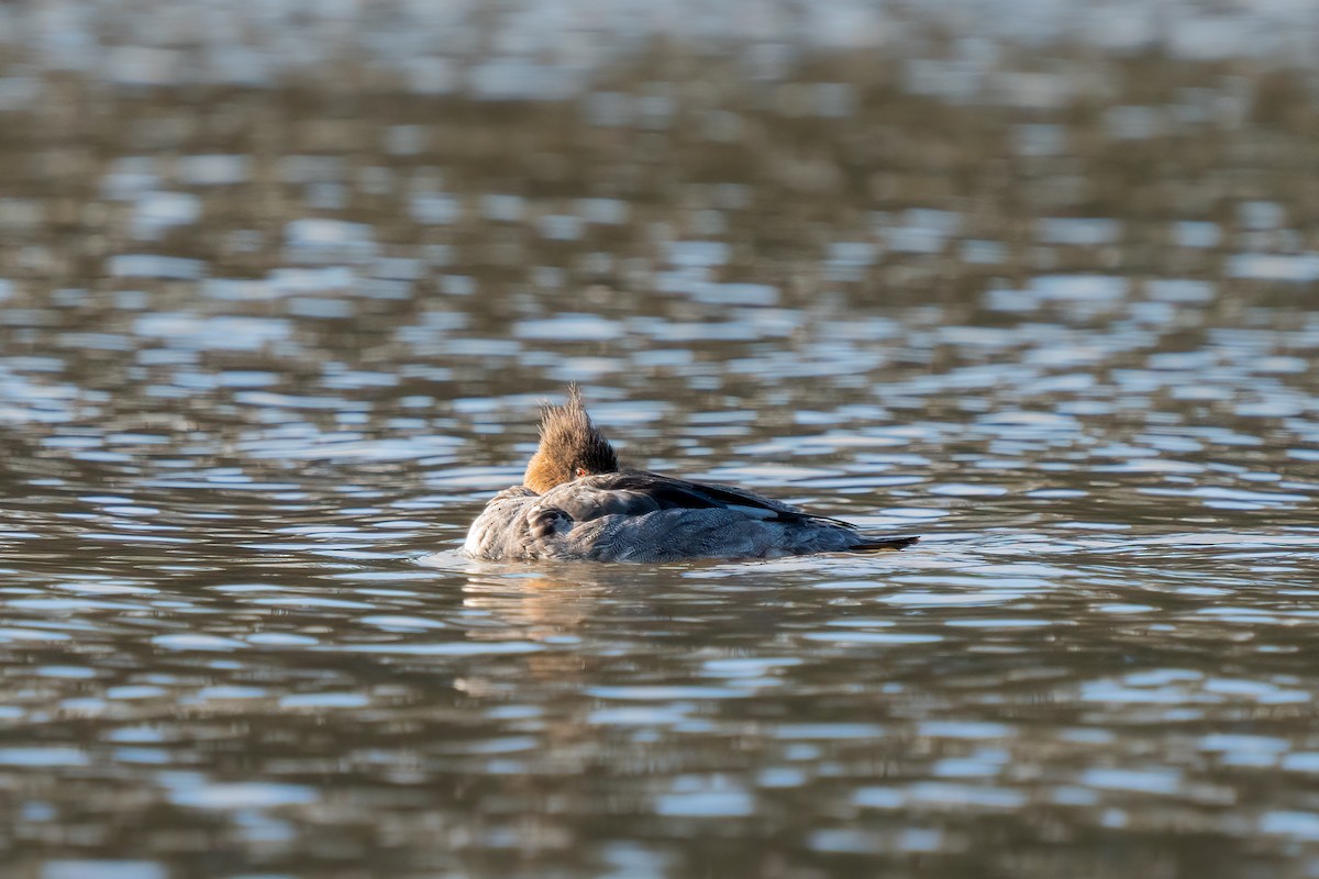 Red-breasted Merganser - ML617298642