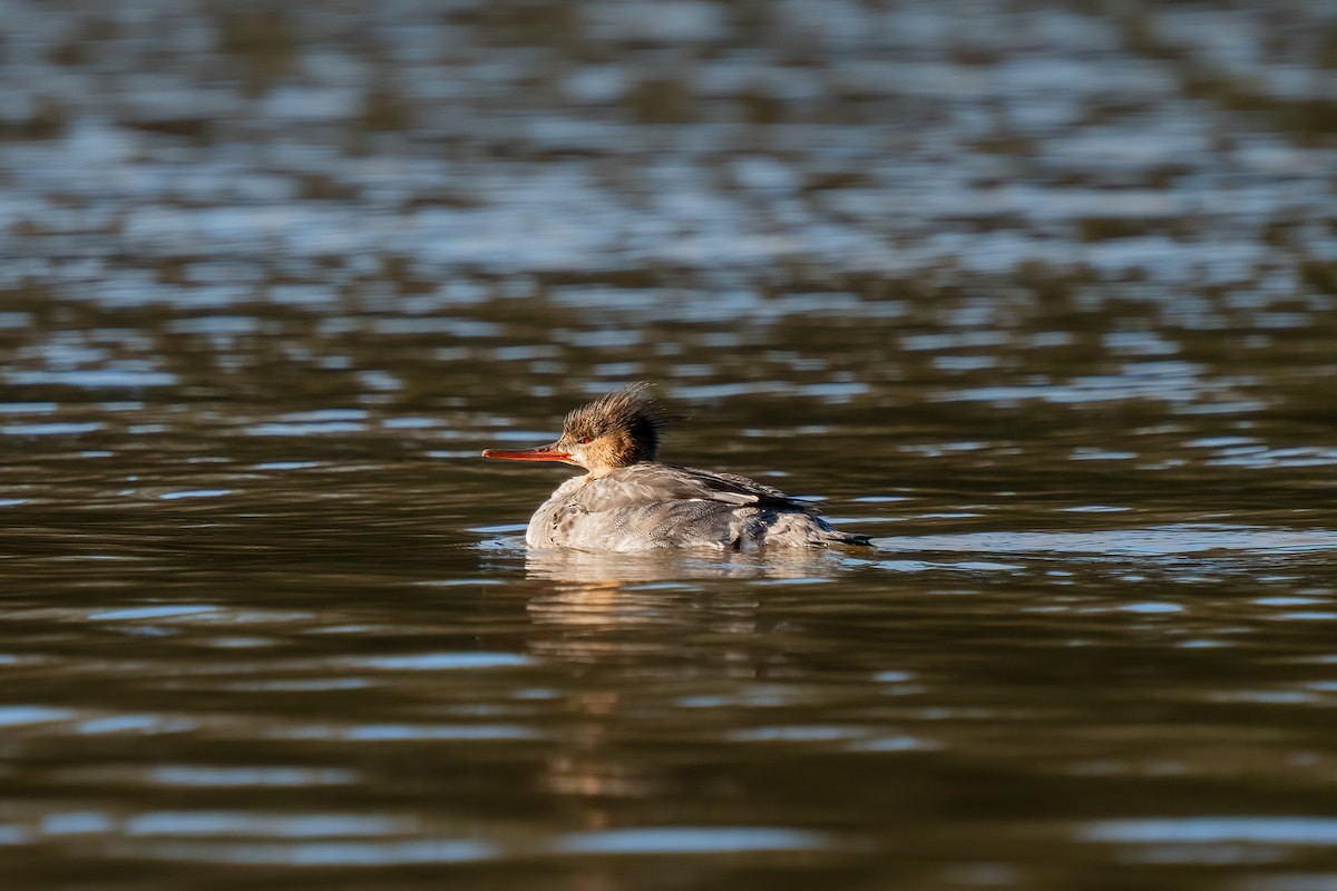 Red-breasted Merganser - ML617298643