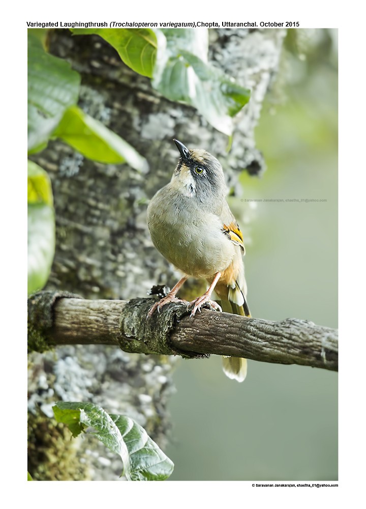 Variegated Laughingthrush - Saravanan Janakarajan