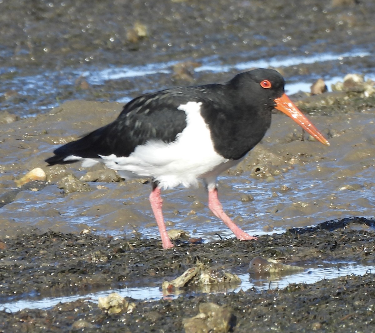 Pied Oystercatcher - Maylene McLeod