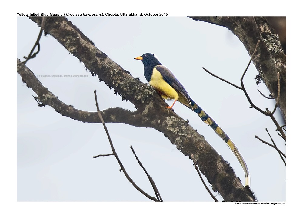 Yellow-billed Blue-Magpie - ML617298704