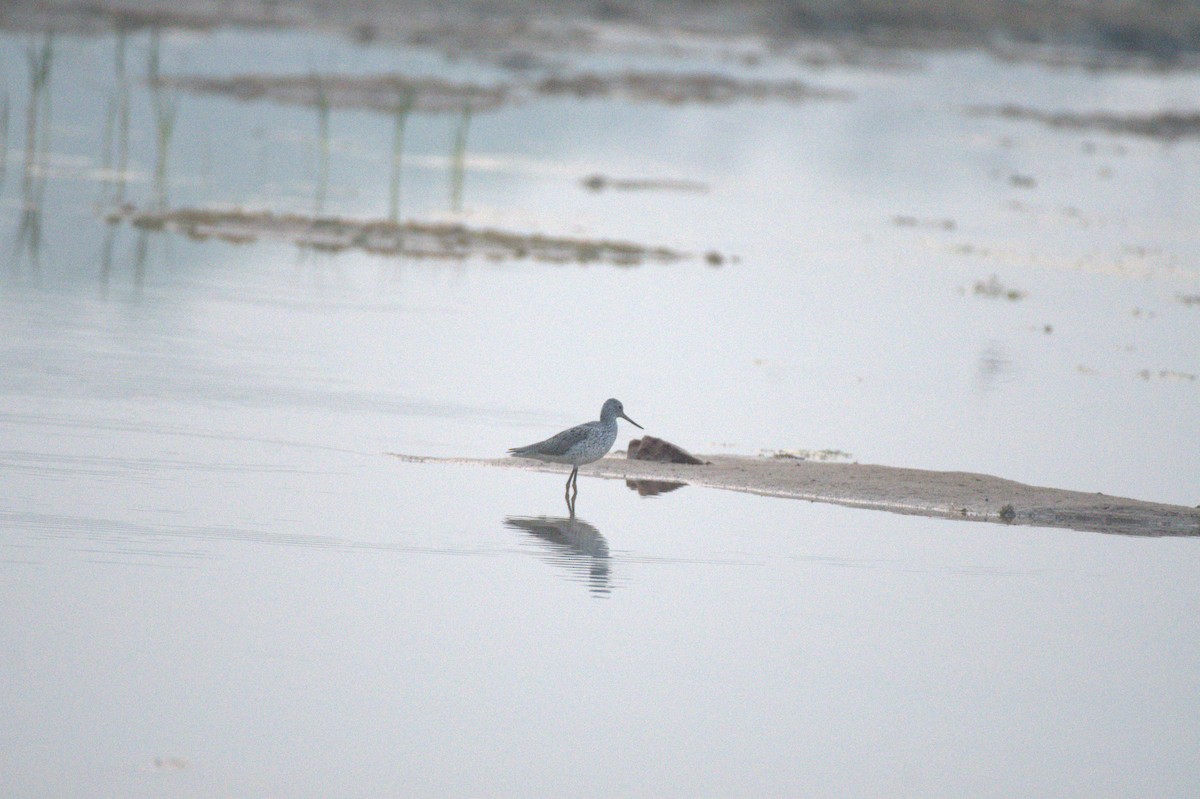 Common Greenshank - ML617298708