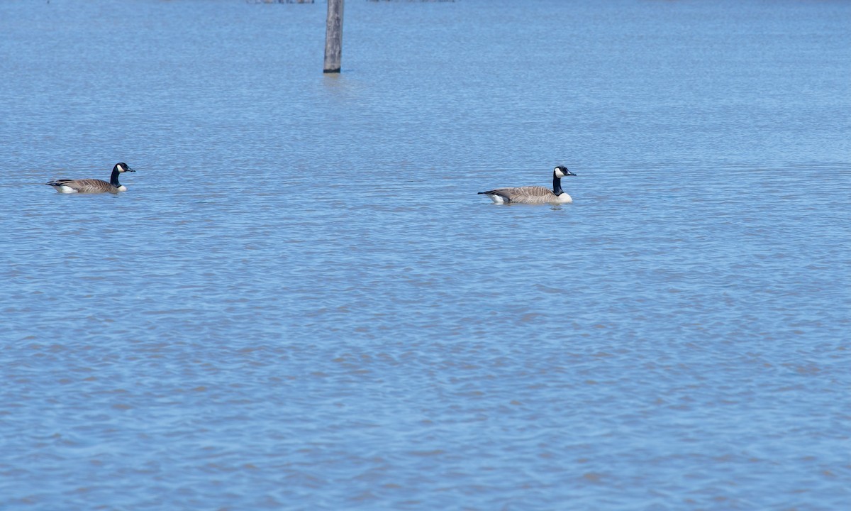 Canada Goose - ML617298714