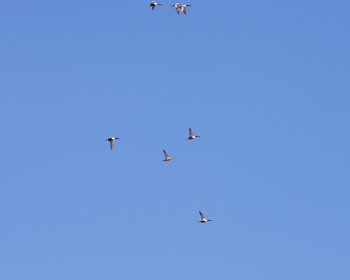 Northern Shoveler - Jon Cefus