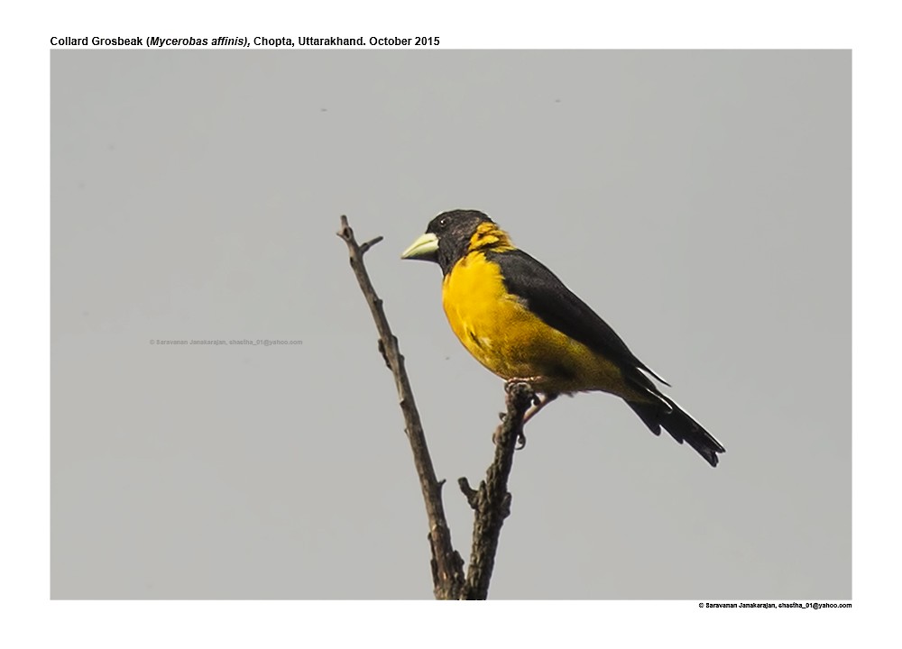 Collared Grosbeak - ML617298720