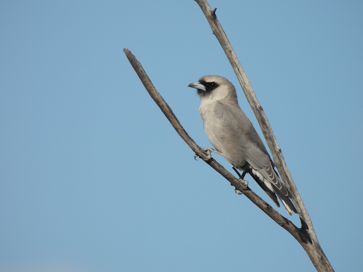 Black-faced Woodswallow - Chanith Wijeratne