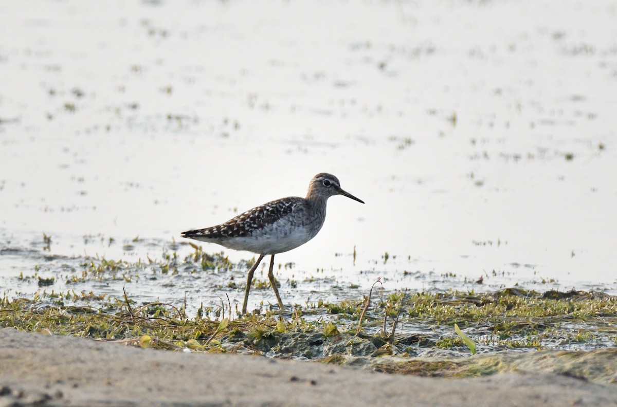 Wood Sandpiper - ML617298759