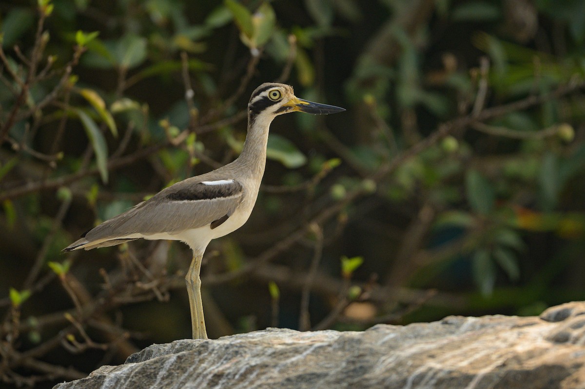 Great Thick-knee - ML617298766