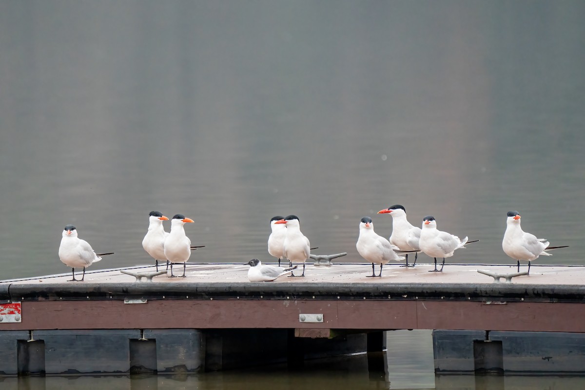 Caspian Tern - ML617298774