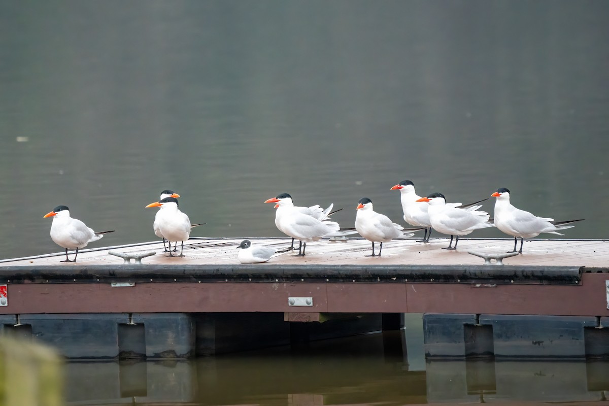 Caspian Tern - ML617298775