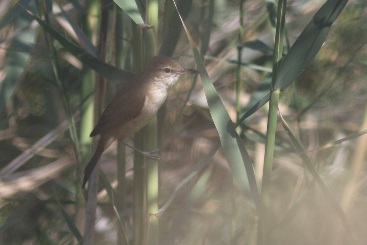 Clamorous Reed Warbler - Benjamin Pap