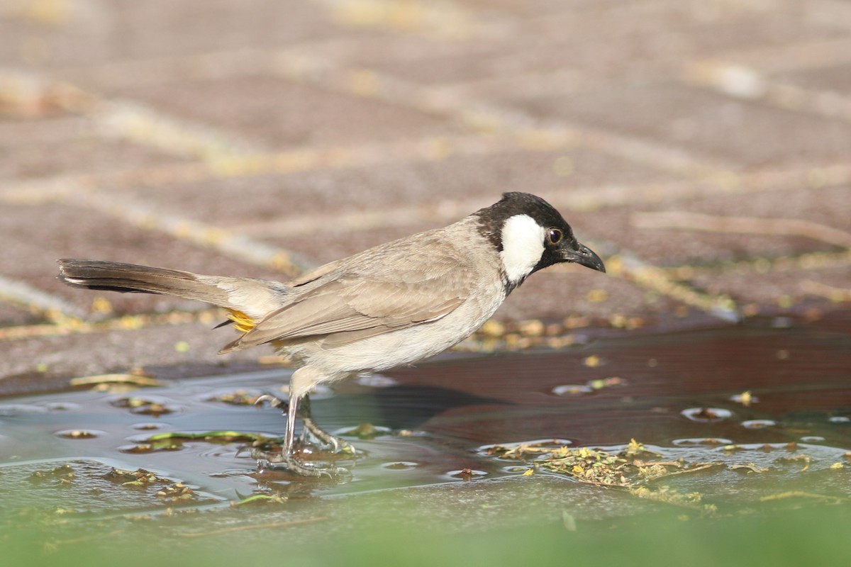 White-eared Bulbul - ML617298795