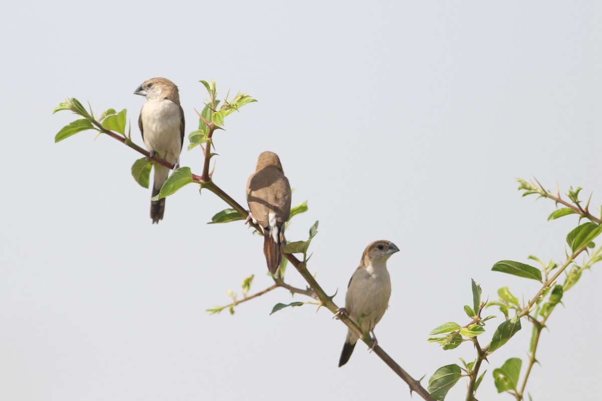 Indian Silverbill - Benjamin Pap