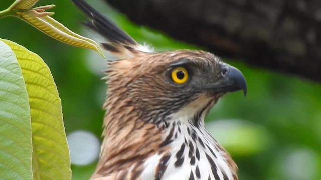 Changeable Hawk-Eagle - ML617298823