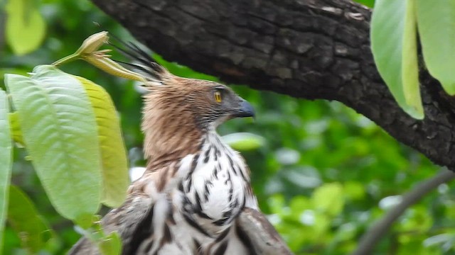 Changeable Hawk-Eagle - ML617298824