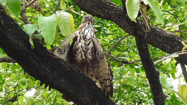 Changeable Hawk-Eagle - ML617298825