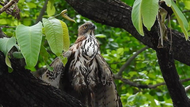 Changeable Hawk-Eagle - ML617298826