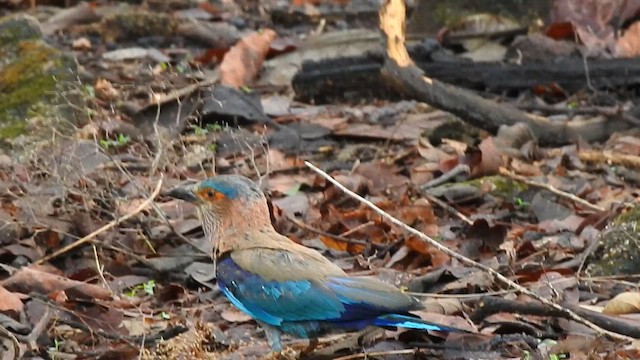 Indian Roller - ML617298864