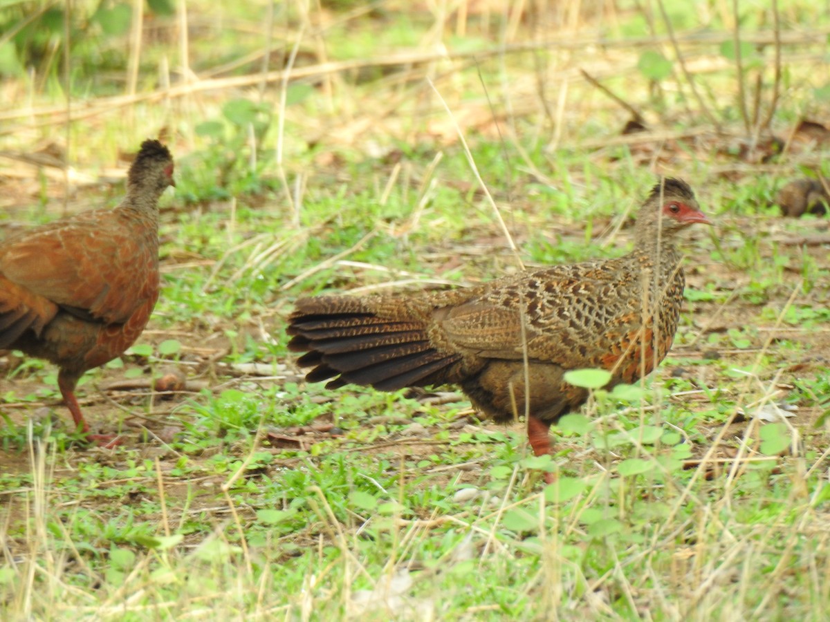 Red Spurfowl - Francis D'Souza