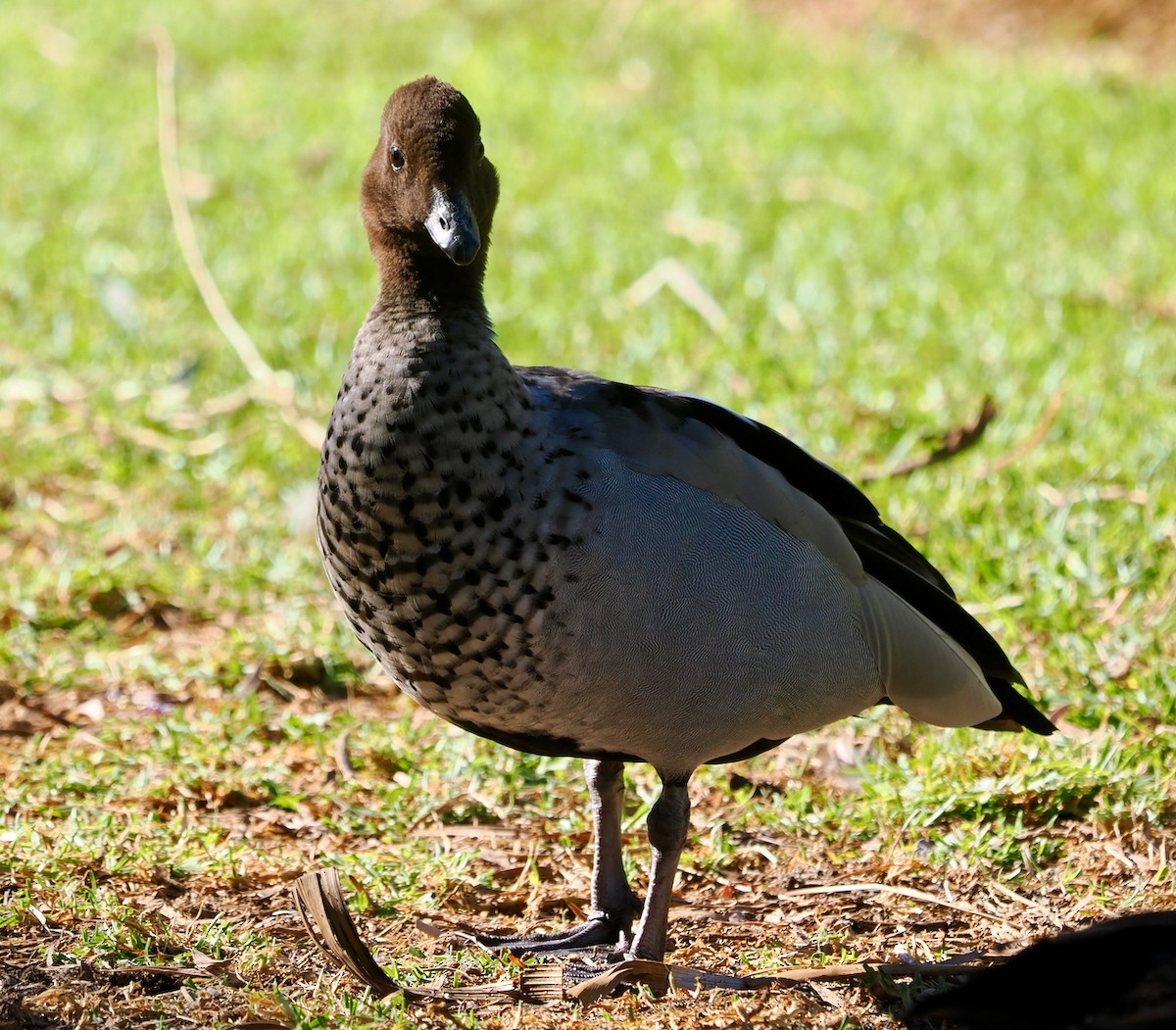 Maned Duck - ML617298886