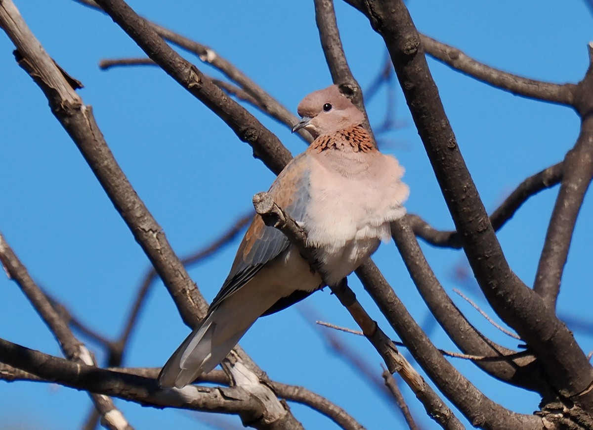 Laughing Dove - ML617298900