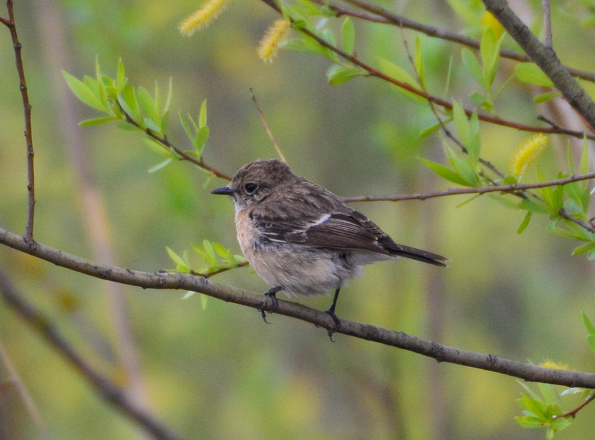 Siberian Stonechat - ML617298968