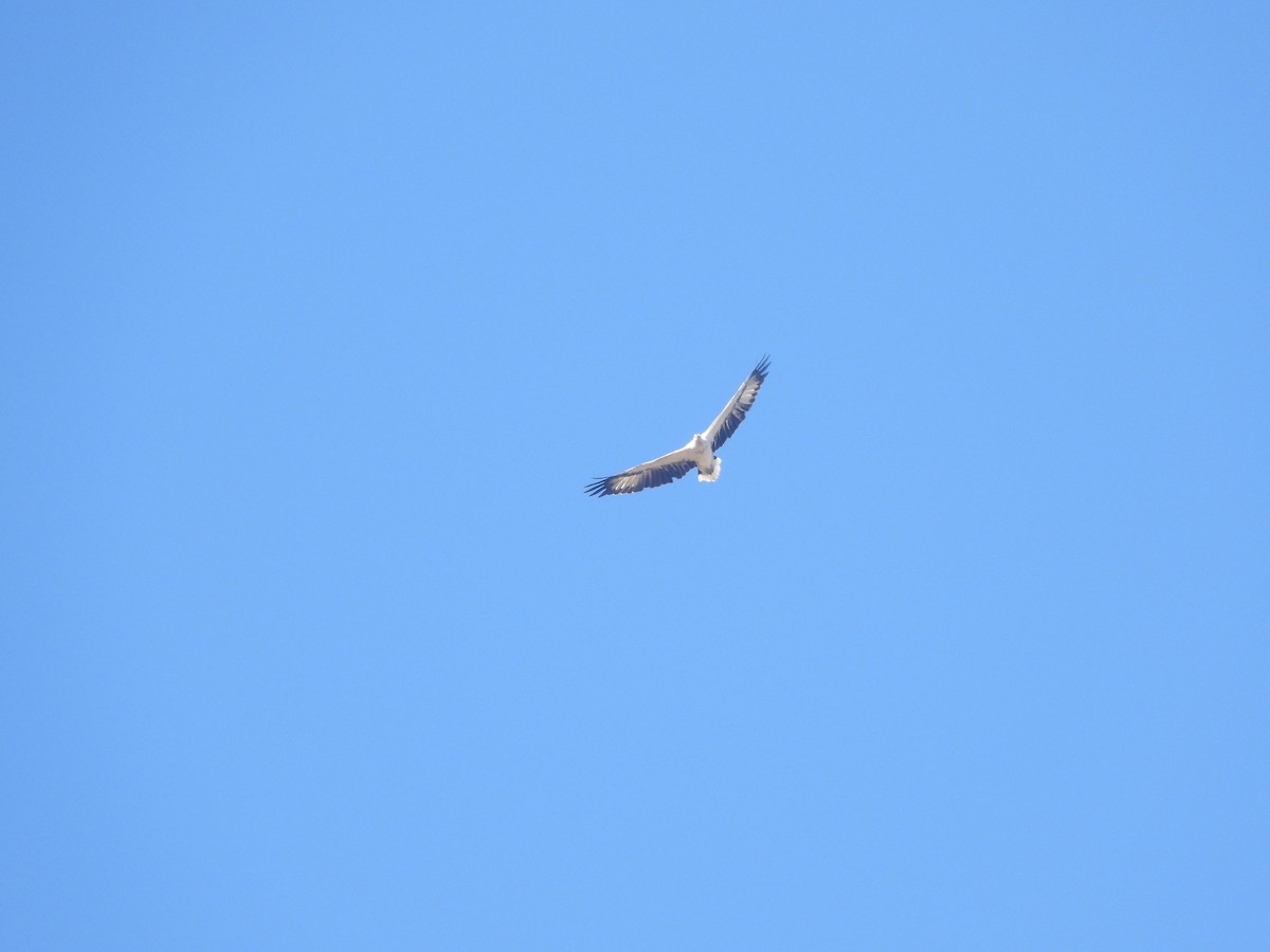 White-bellied Sea-Eagle - ML617298969