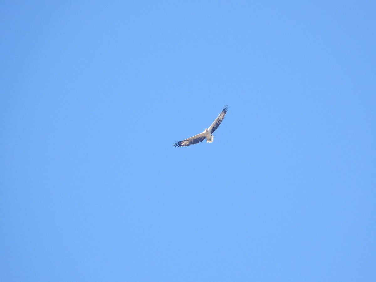 White-bellied Sea-Eagle - David Dedenczuk