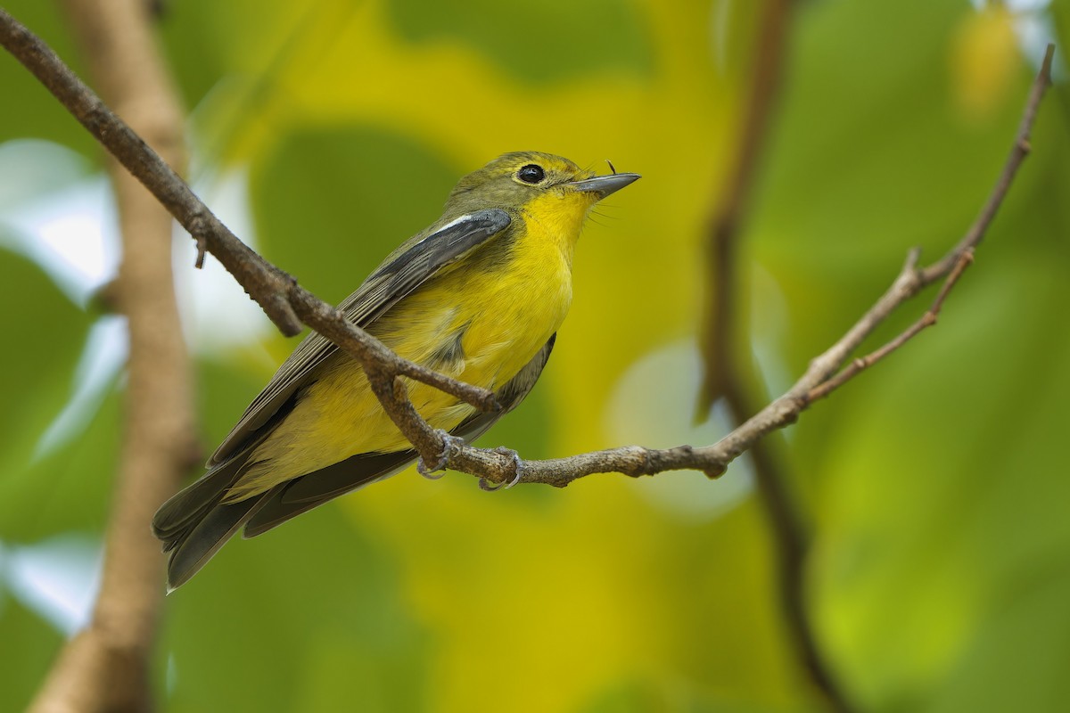 Green-backed Flycatcher - ML617299044